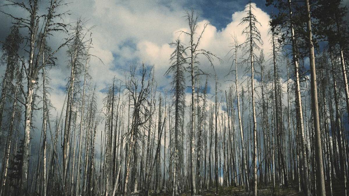 我是大东家怎样查看香妃的【时尚宠儿】