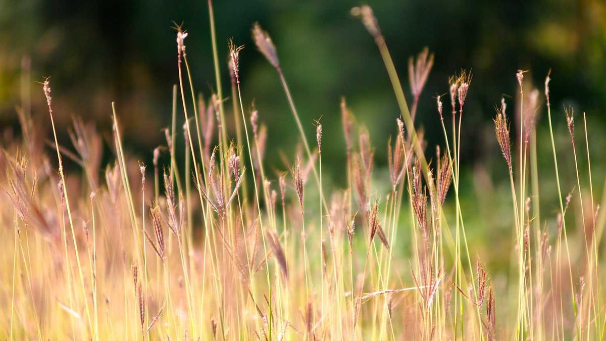 网上安摩哪个平台好