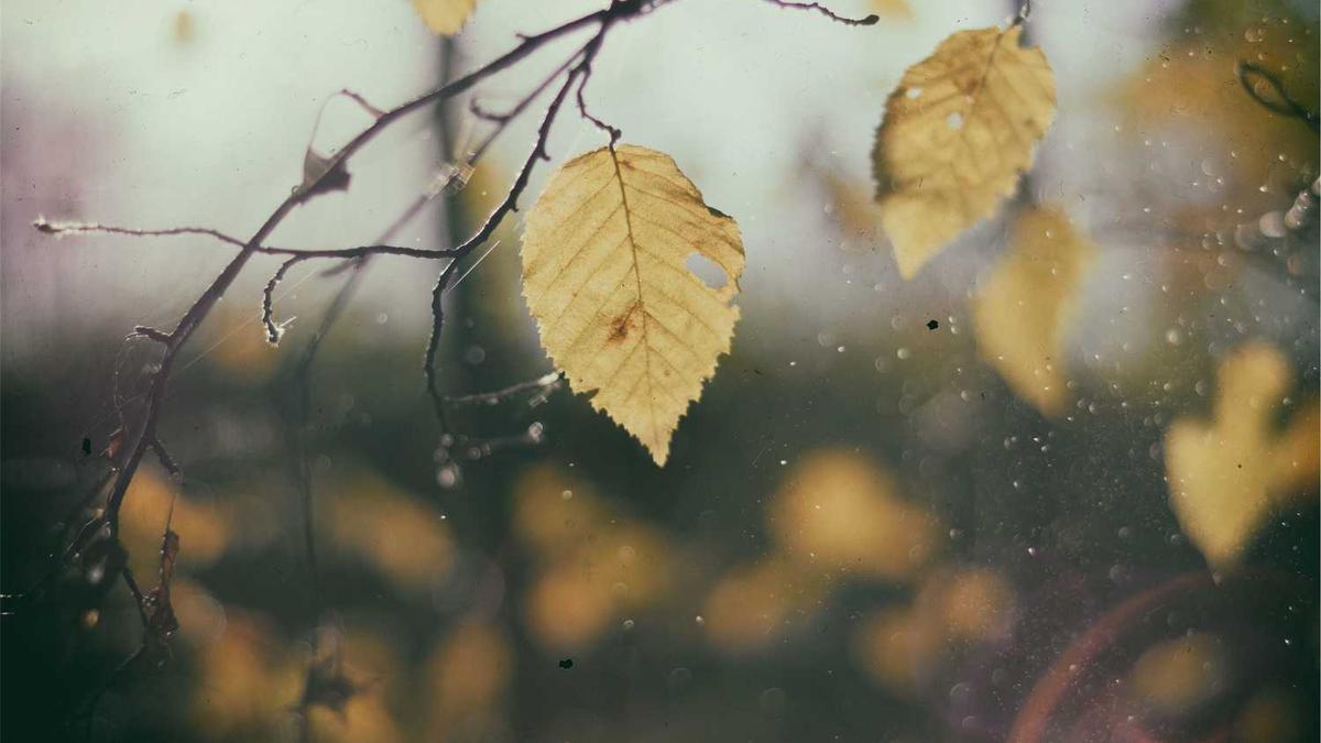 沉默的荣耀电视剧结局是什么