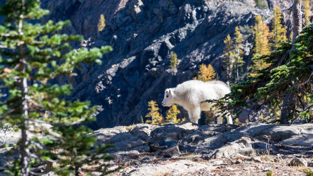 百度seo关键词排名优化软件