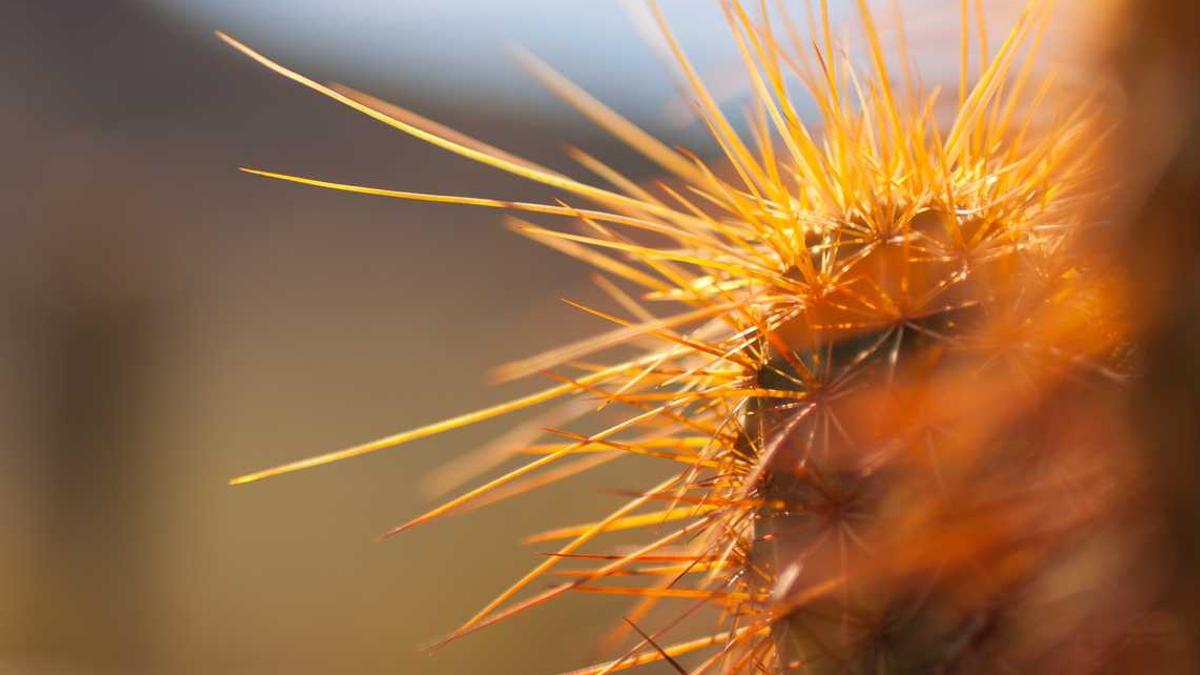 小儿肺炎的常见症状有哪些