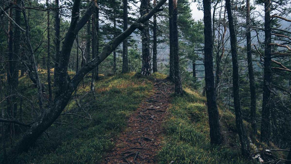 爱发电app怎么用