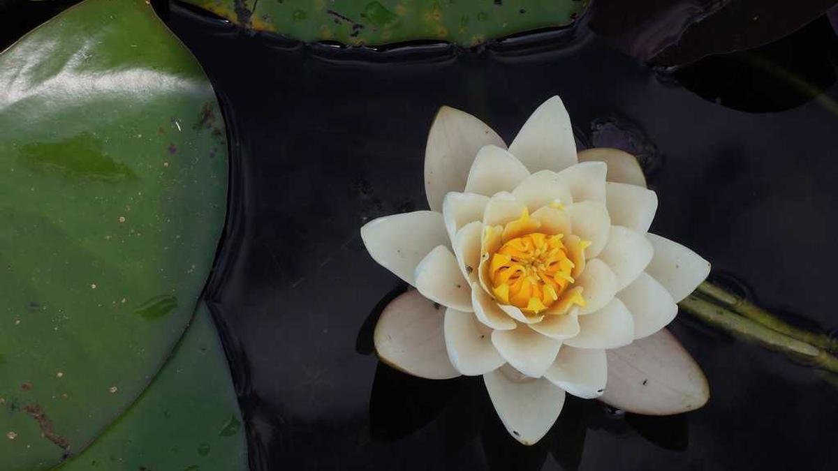 慢性胃炎应该吃什么药什么药搭配着效果好