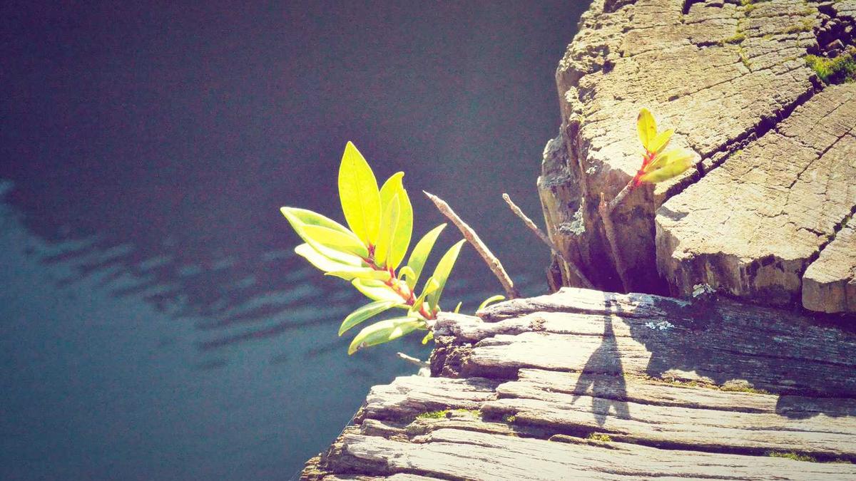 喝茶官网喝茶影视看电视剧安全吗独女君未见