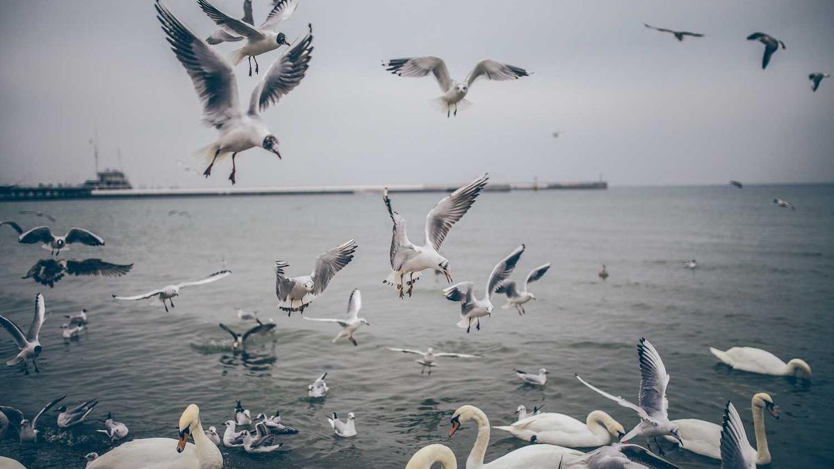 腹部赘肉多?中医教你喝茶减脂