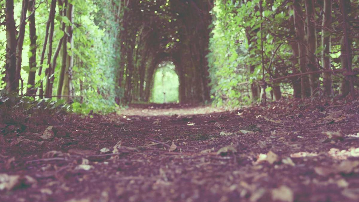 喝绿茶可以减肥吗