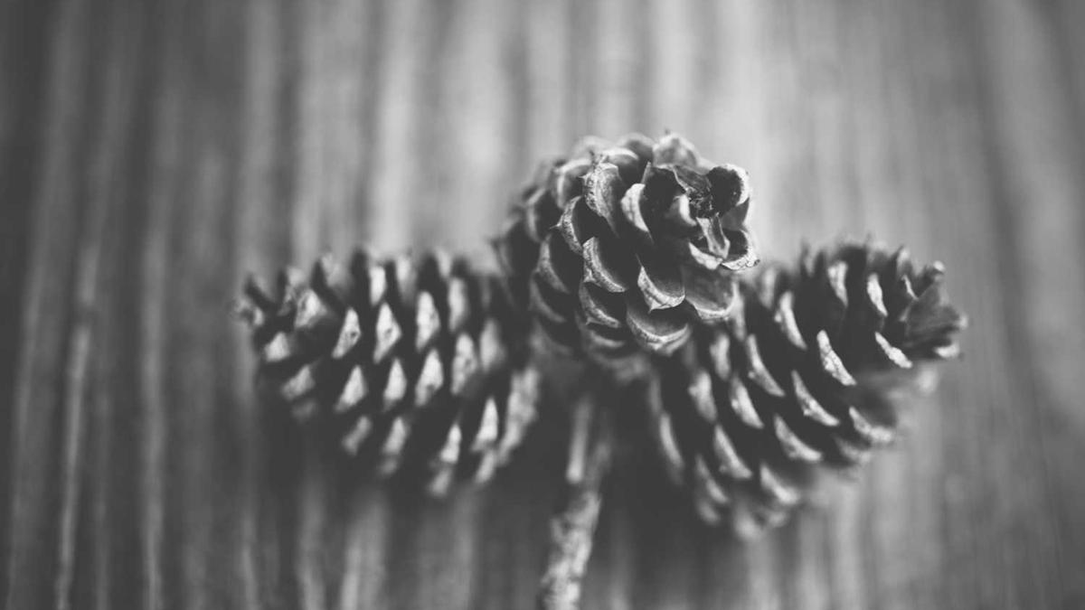 什么软件可以在电脑上免费看电视剧?