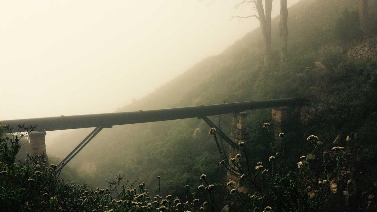 茶的英语怎么读?