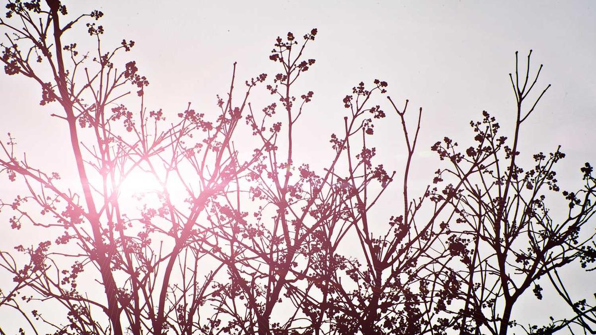 浓茶不解酒喝茶醒酒给人体带来肾脏的损伤