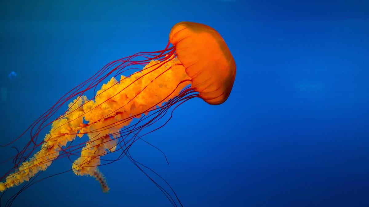 去哪里可以买到正宗的茶?