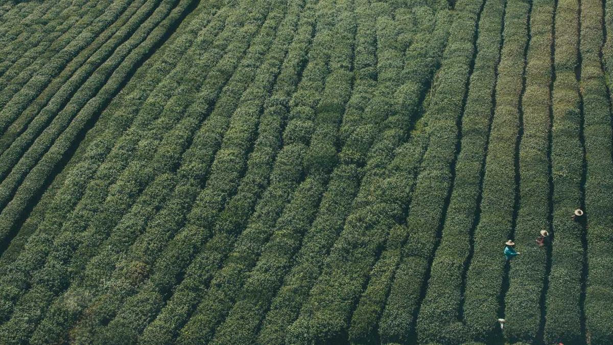 茶界劳模 领路人丨罗军:中式茶饮的践行者,新式茶饮的倡导者