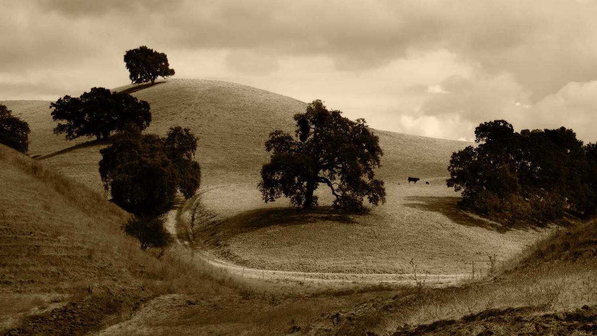 喝茶可以解酒是真的吗?