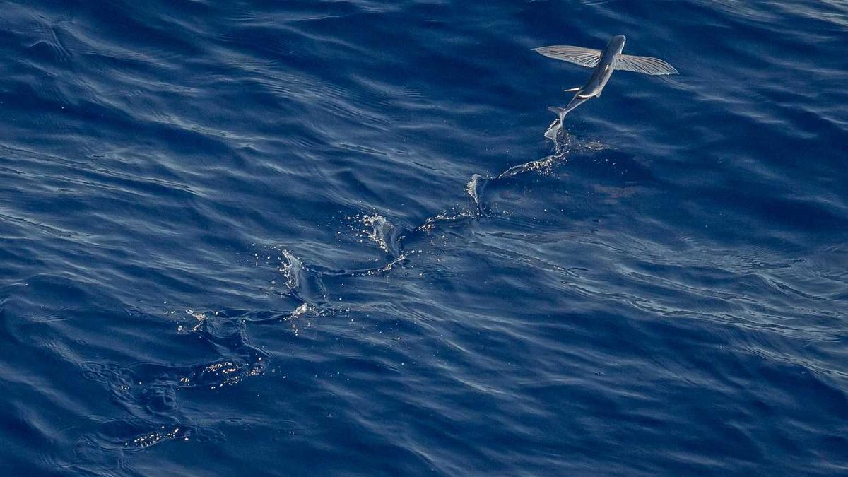 过敏性鼻炎该吃什么药