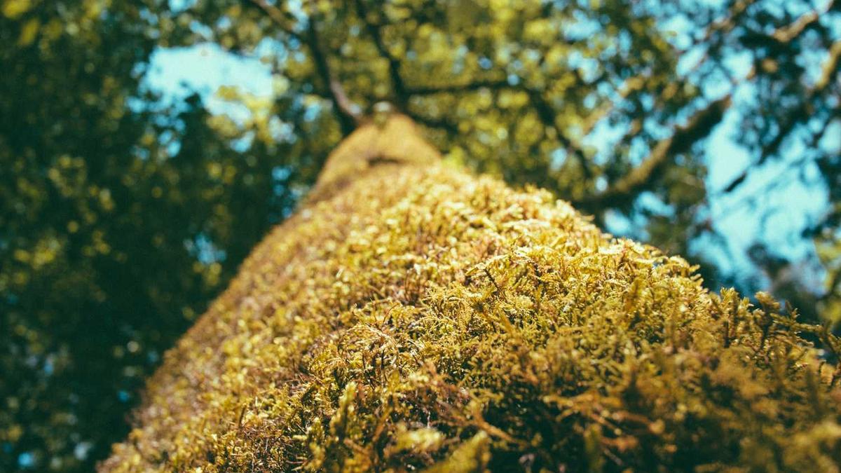 过敏性鼻炎喷什么药