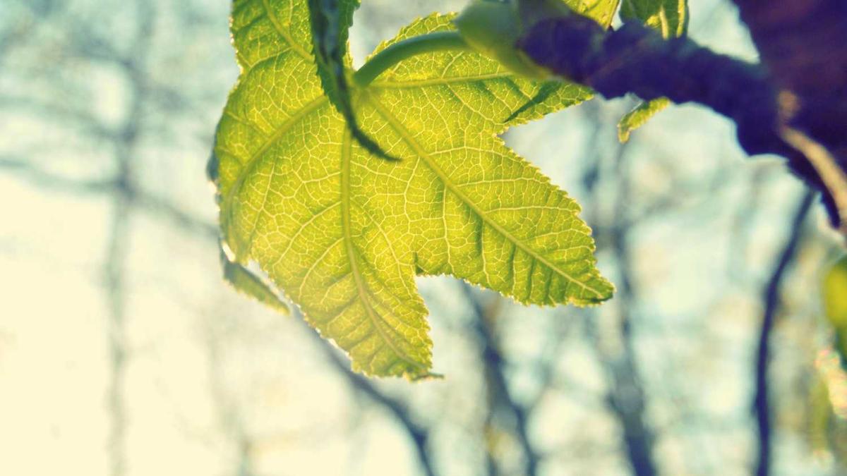 现在国际学校的老师收入高吗