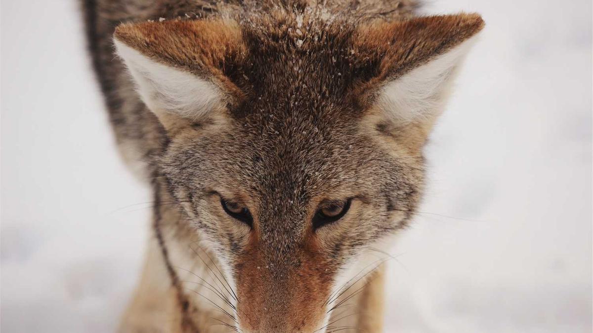 假病毒中和抗体检测